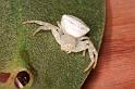 Thomisus_spectabilis_D7744_Z_88_North Stradbroke island_Australie